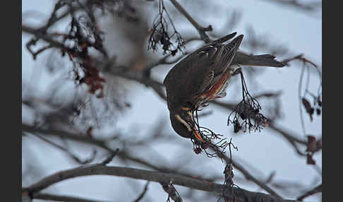 Rotdrossel (Turdus iliacus)