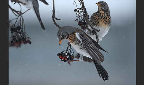 Wacholderdrossel (Turdus pilaris)