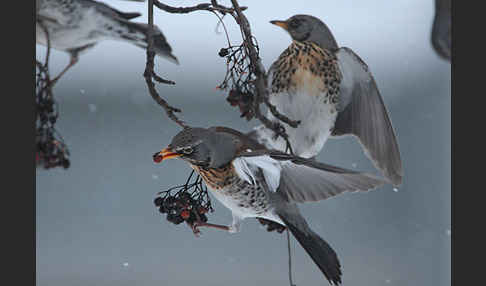 Wacholderdrossel (Turdus pilaris)