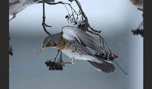 Wacholderdrossel (Turdus pilaris)