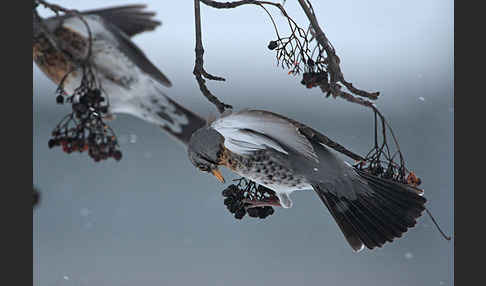 Wacholderdrossel (Turdus pilaris)