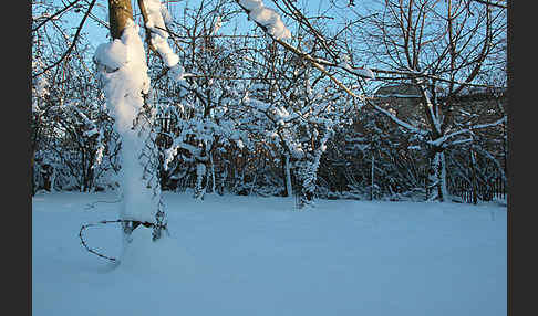 Streuobstwiese (meadow orchard)