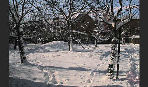 Streuobstwiese (meadow orchard)