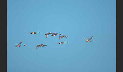 Höckerschwan (Cygnus olor)