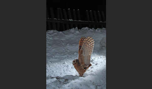 Schleiereule (Tyto alba)