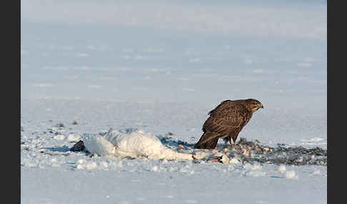 Höckerschwan (Cygnus olor)