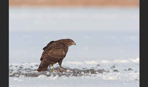 Mäusebussard (Buteo buteo)