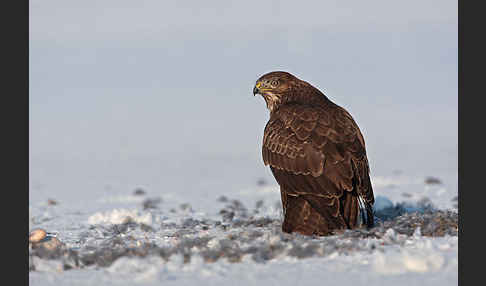 Mäusebussard (Buteo buteo)