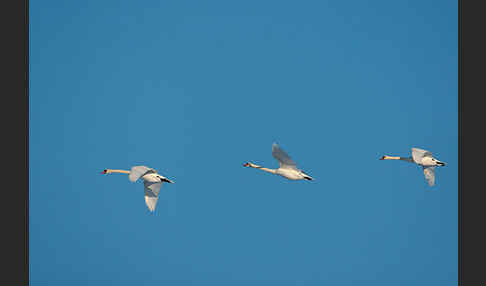 Höckerschwan (Cygnus olor)