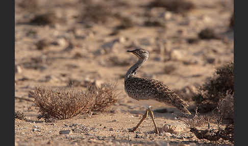 Kragentrappe (Chlamydotis undulata fuerteventurae)