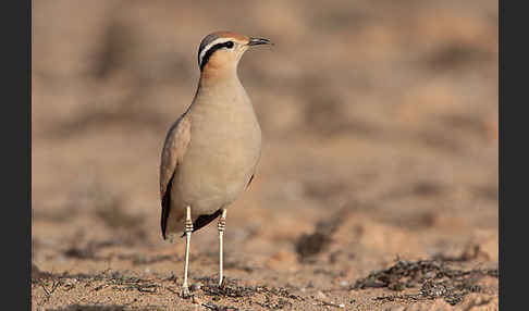 Rennvogel sspec. (Cursorius cursor bannermanni)