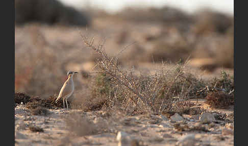 Rennvogel sspec. (Cursorius cursor bannermanni)