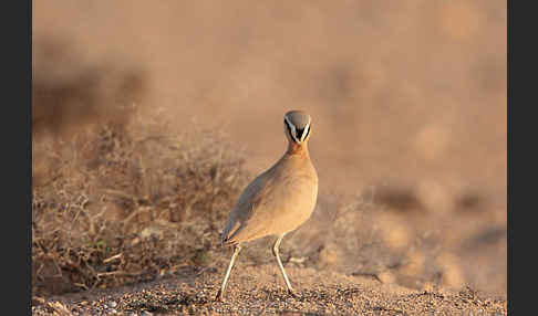 Rennvogel sspec. (Cursorius cursor bannermanni)