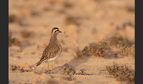 Mornellregenpfeifer (Charadrius morinellus)