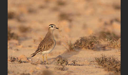 Mornellregenpfeifer (Charadrius morinellus)