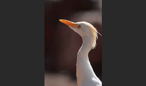 Kuhreiher (Bubulcus ibis)