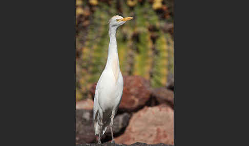 Kuhreiher (Bubulcus ibis)