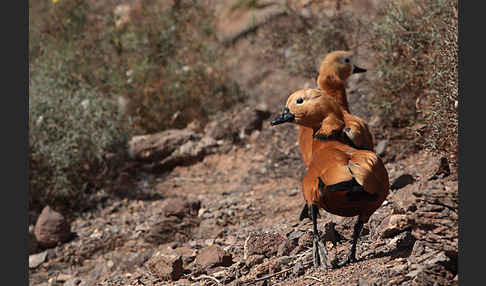 Rostgans (Tadorna ferruginea)