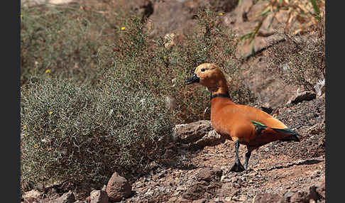 Rostgans (Tadorna ferruginea)