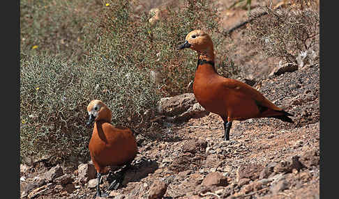 Rostgans (Tadorna ferruginea)