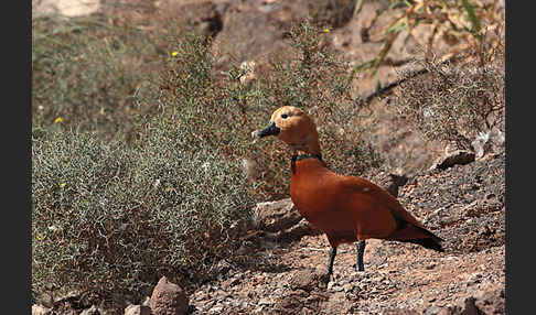 Rostgans (Tadorna ferruginea)