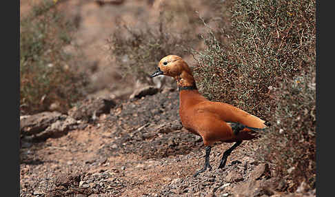 Rostgans (Tadorna ferruginea)