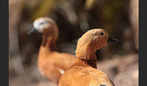 Rostgans (Tadorna ferruginea)