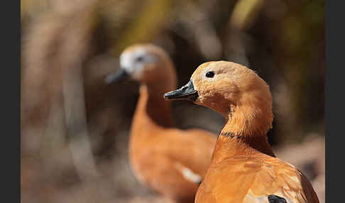 Rostgans (Tadorna ferruginea)