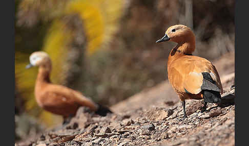 Rostgans (Tadorna ferruginea)