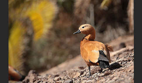 Rostgans (Tadorna ferruginea)