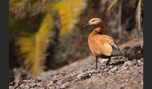 Rostgans (Tadorna ferruginea)