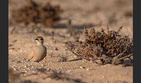 Rennvogel sspec. (Cursorius cursor bannermanni)