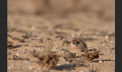 Rennvogel sspec. (Cursorius cursor bannermanni)