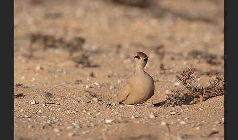 Rennvogel sspec. (Cursorius cursor bannermanni)