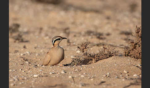 Rennvogel sspec. (Cursorius cursor bannermanni)