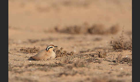 Rennvogel sspec. (Cursorius cursor bannermanni)