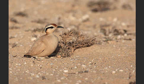 Rennvogel sspec. (Cursorius cursor bannermanni)