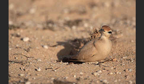 Rennvogel sspec. (Cursorius cursor bannermanni)