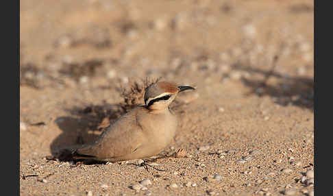 Rennvogel sspec. (Cursorius cursor bannermanni)