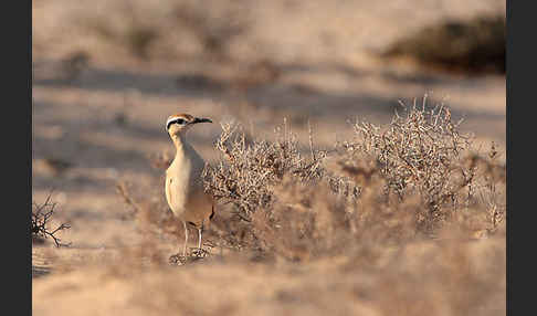 Rennvogel sspec. (Cursorius cursor bannermanni)