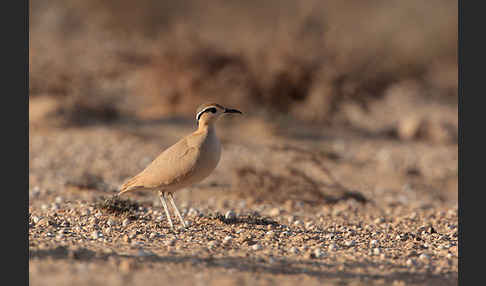 Rennvogel sspec. (Cursorius cursor bannermanni)