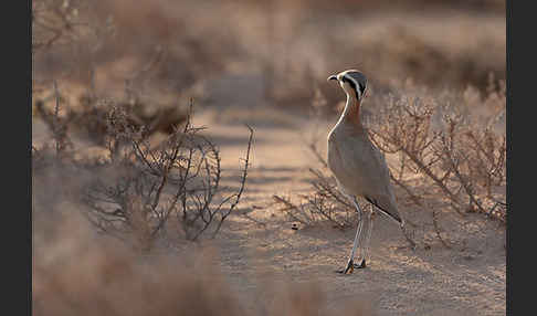 Rennvogel sspec. (Cursorius cursor bannermanni)