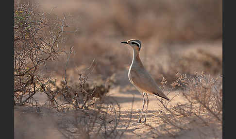 Rennvogel sspec. (Cursorius cursor bannermanni)