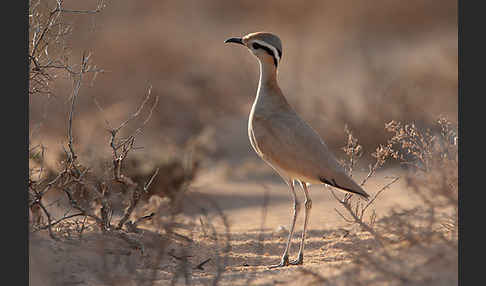 Rennvogel sspec. (Cursorius cursor bannermanni)