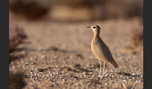 Rennvogel sspec. (Cursorius cursor bannermanni)