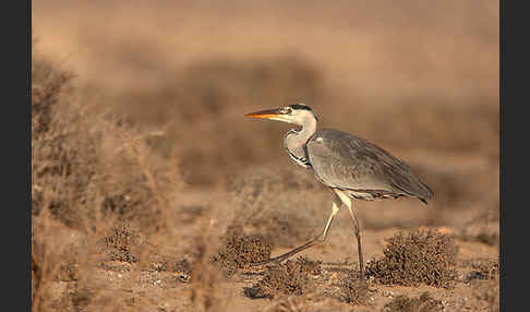 Graureiher (Ardea cinerea)