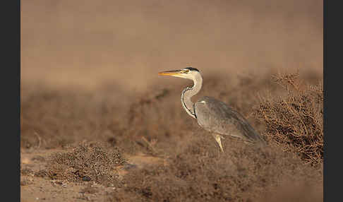 Graureiher (Ardea cinerea)