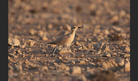 Rennvogel sspec. (Cursorius cursor bannermanni)