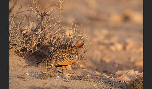 Sandflughuhn sspec. (Pterocles orientalis aragonica)