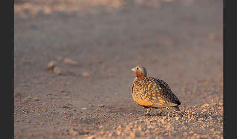 Sandflughuhn sspec. (Pterocles orientalis aragonica)